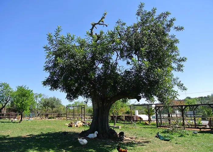 Kompleks wypoczynkowy Centre Algarve Moncarapacho