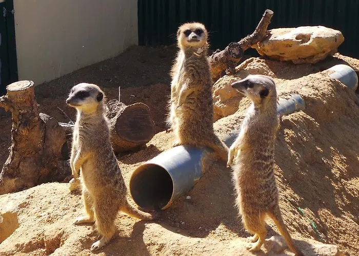 Centre Algarve Kompleks wypoczynkowy Moncarapacho