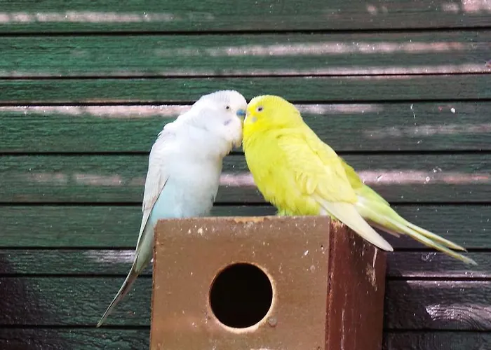 Centre Algarve Kompleks wypoczynkowy