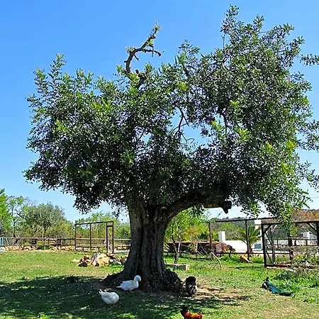 Centre Algarve 3* Монкарапашу
