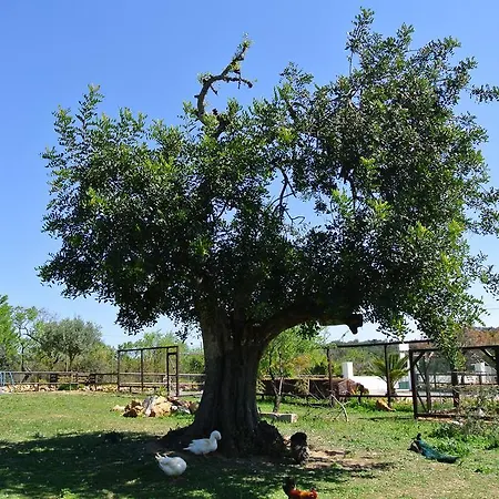 База отдыха Centre Algarve Монкарапашу